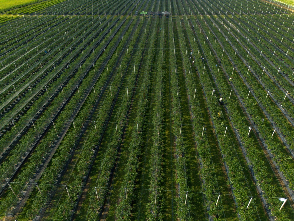 Vinson Consulting - Industria Agrícola